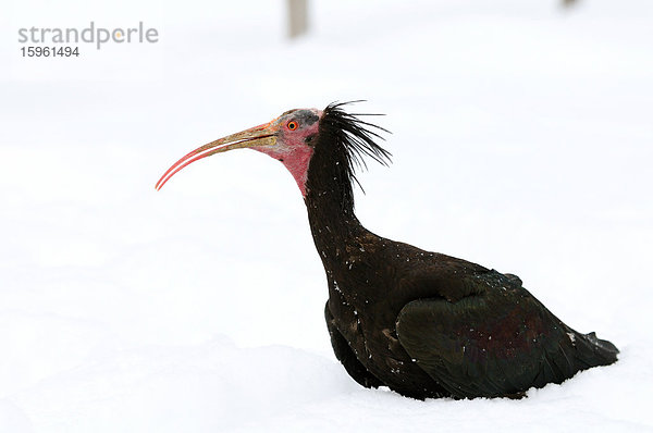 Waldrapp (Geronticus eremita) im Schnee  Seitenansicht