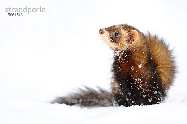 Frettchen (Mustela putorius furo) im Schnee  Bayern  Deutschland