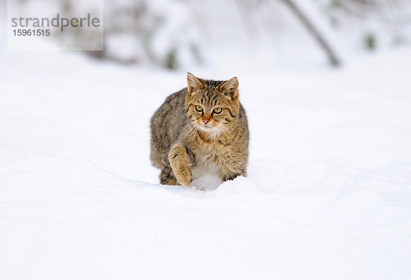 Wildkatze (Felis silvestris) im Schnee  Bayern  Deutschland  Frontalansicht