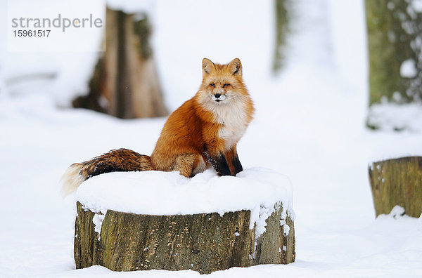 Rotfuchs (Vulpes vulpes) auf einem schneebedeckten Baumstumpf sitzend  Bayern  Deutschland