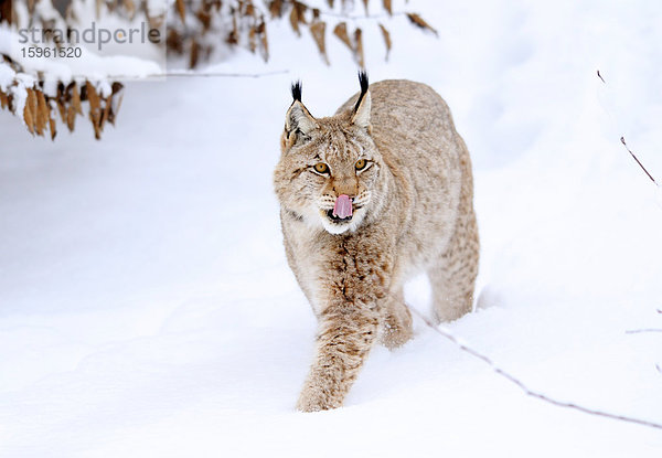 Luchs (Lynx lynx) im Schnee  Bayern  Deutschland