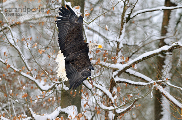 Weißkopfseeadler (Haliaeetus leucocephalus) im Flug  Bayern  Deutschland