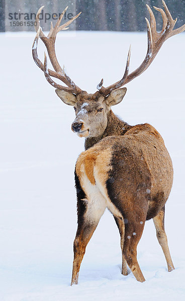 Rothirsch (Cervus elaphus) im Schnee stehend  Bayern  Deutschland  Rückansicht