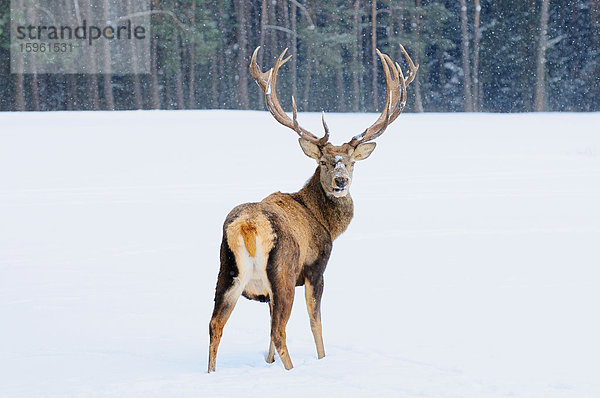 Rothirsch (Cervus elaphus) im Schnee stehend  Bayern  Deutschland  Rückansicht