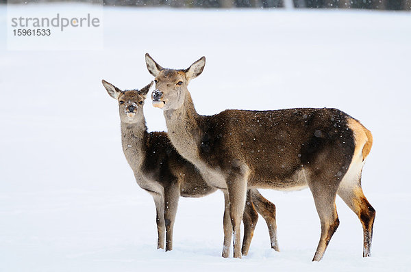 Zwei Rothirsche (Cervus elaphus) im Schnee  Bayern  Deutschland  Seitenansicht