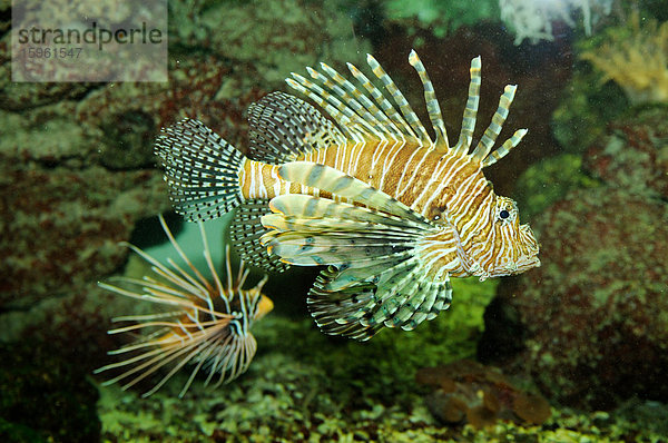 Rotfeuerfisch (Pterois volitans)  Seitenansicht