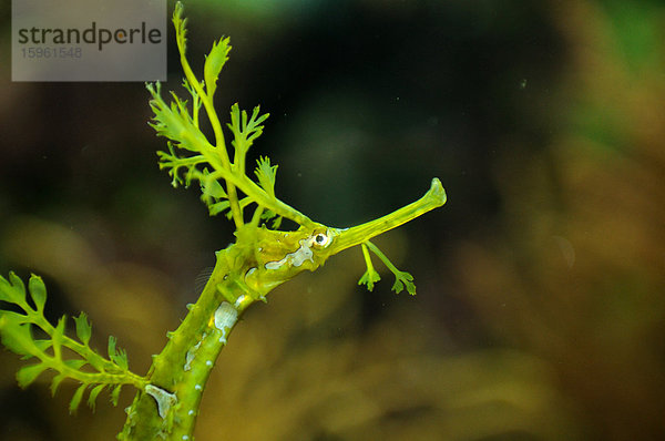 Kleiner Fetzenfisch (Phyllopteryx taeniolatus)  Detail