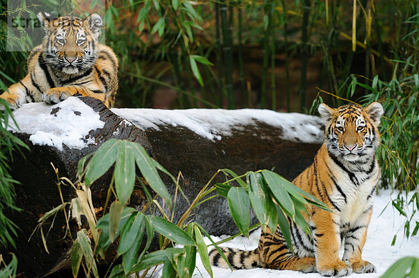 Zwei Sibirische Tigerjungen (Panthera tigris altaica) im Wald  Bayern  Deutschland