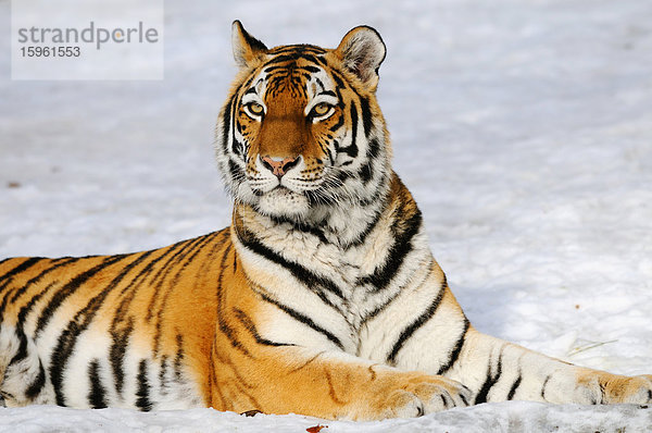 Sibirischer Tiger (Panthera tigris altaica) im Schnee liegend  Bayern  Deutschland