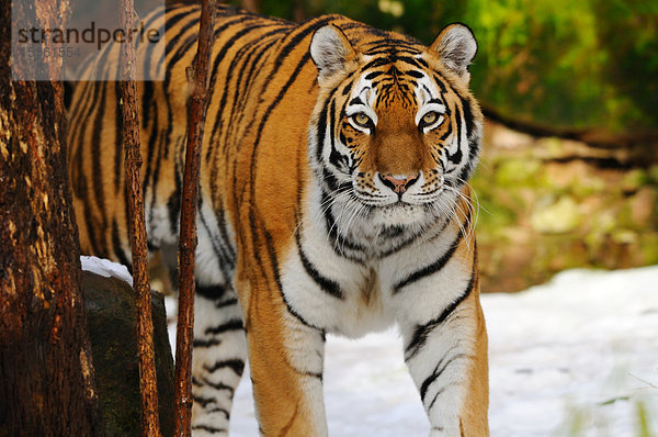 Sibirischer Tiger (Panthera tigris altaica) im Wald  Bayern  Deutschland