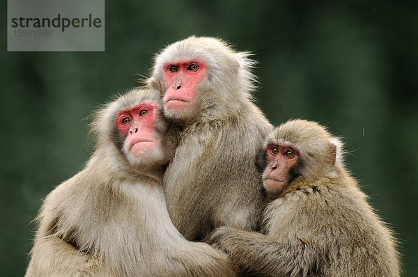 Drei Rotgesichtsmakaken (Macaca fuscata) umarmen sich