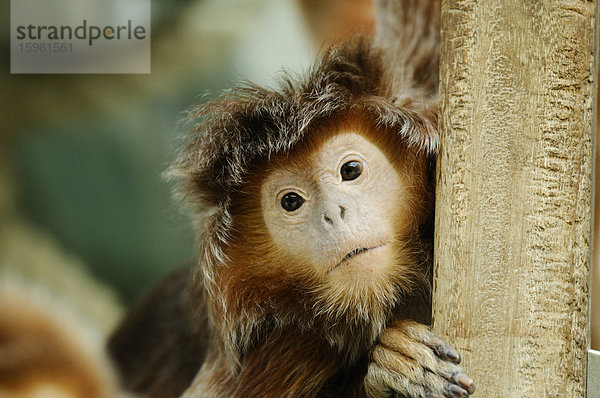 Schwarzer Haubenlangur (Trachypithecus auratus)  Porträt