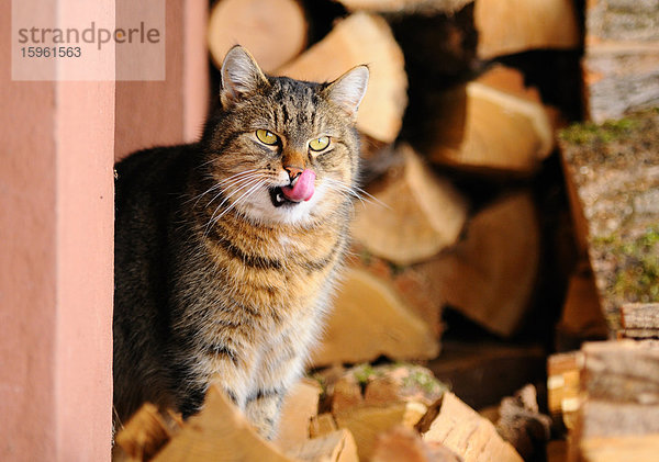 Hauskatze auf Holzscheiten sitzend  Steiermark  Österreich