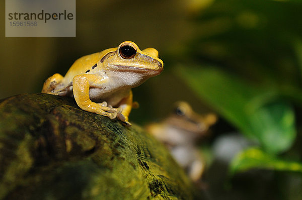 Zwei Schreckliche Giftfrösche (Phyllobates terribilis) auf einem Stein  Close-up