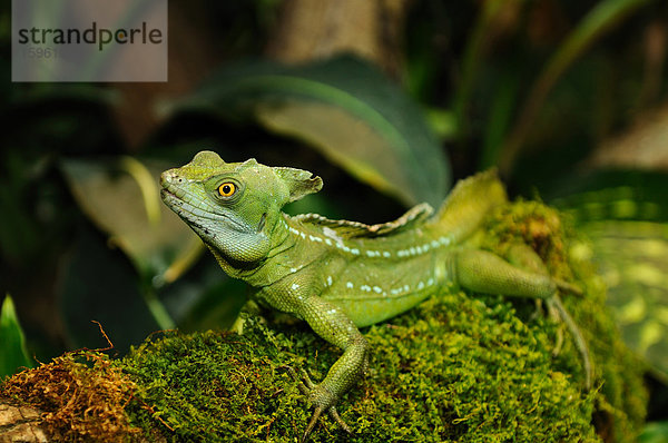 Stirnlappenbasilisk (Basiliscus plumifrons)  Close-up