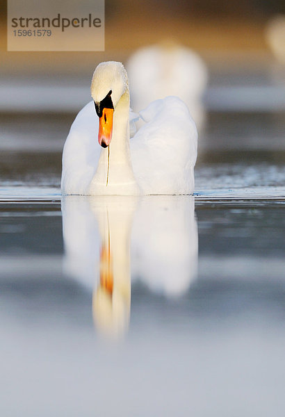 Höckerschwan (Cygnus olor) schwimmend  Franken  Deutschland