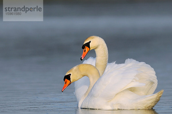 Zwie Höckerschwäne (Cygnus olor) schwimmend  Franken  Deutschland