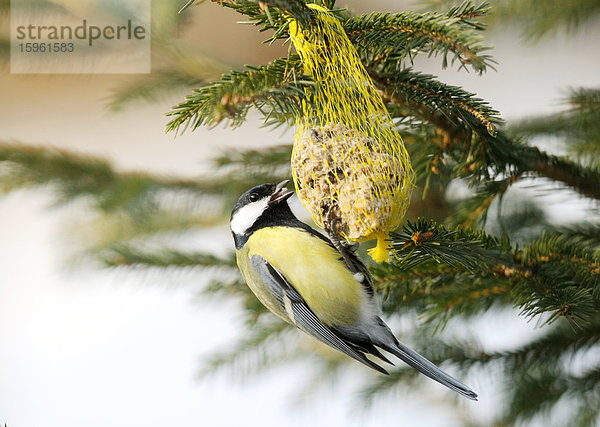 Kohlmeise (Parus major) fressend  Franken  Deutschland  Seitenansicht