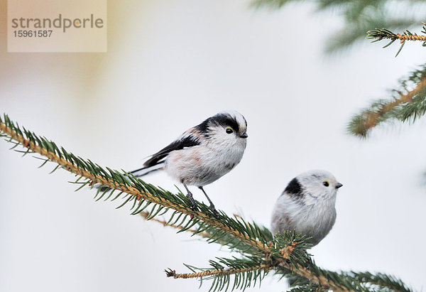 Zwei Schwanzmeisen (Aegithalos caudatus) auf einem Zweig sitzend  Franken  Deutschland