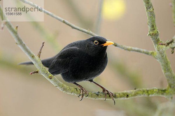 Amsel (Turdus merula) auf einem Zweig sitzend  Franken  Deutschland