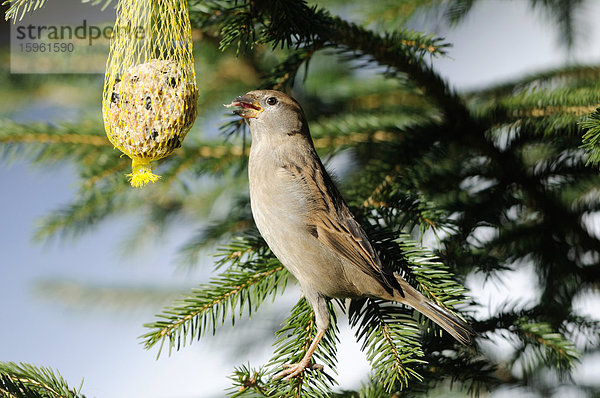 Haussperling (Passer domesticus) fressend  Franken  Deutschland  Seitenansicht