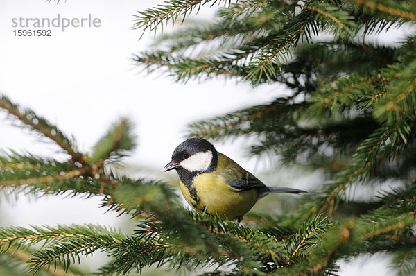 Kohlmeise (Parus major) auf einem Zweig sitzend  Franken  Deutschland