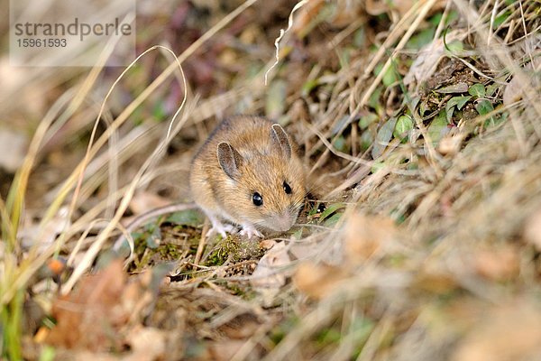 Waldmaus (Apodemus sylvaticus) auf dem Waldboden sitzend  Bayern  Deutschland  Schrägansicht