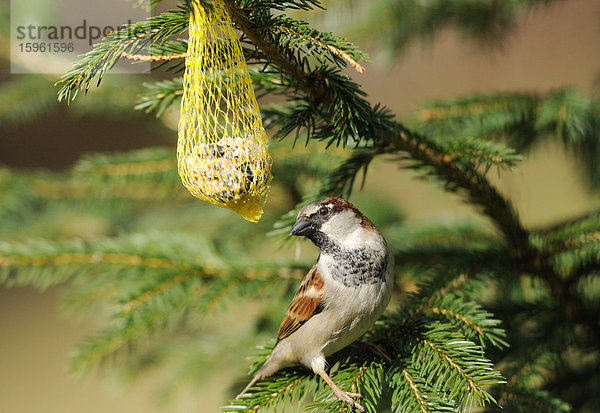 Haussperling (Passer domesticus) neben einem Futternetz  Franken  Deutschland