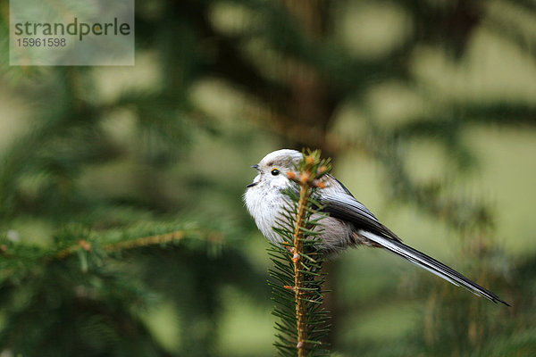 Schwanzmeise (Aegithalos caudatus) auf einem Zweig sitzend  Franken  Deutschland