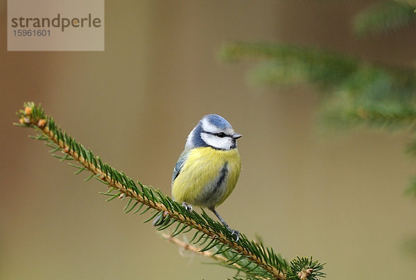 Blaumeise (Parus caeruleus) auf einem Zweig sitzend  Franken  Deutschland