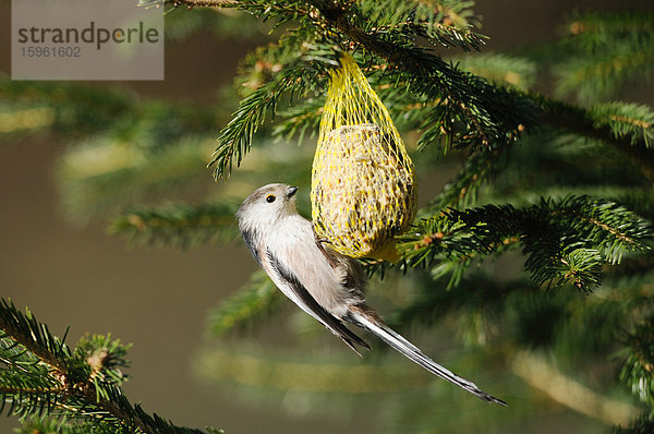 Schwanzmeise (Aegithalos caudatus) fressend  Franken  Deutschland  Seitenansicht