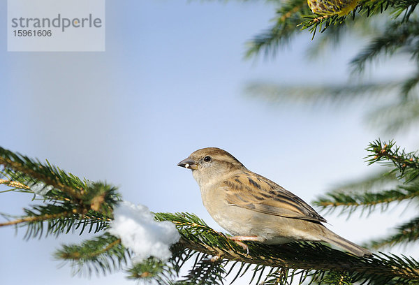 Haussperling (Passer domesticus) auf einem Ast  Seitenansicht