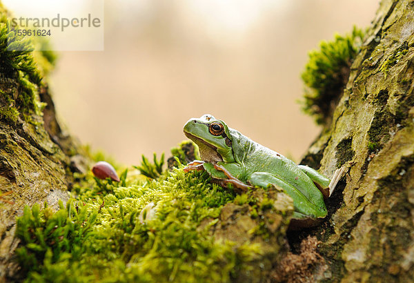 Laubfrosch (Hyla arborea) auf dem Waldboden sitzend  Seitenansicht