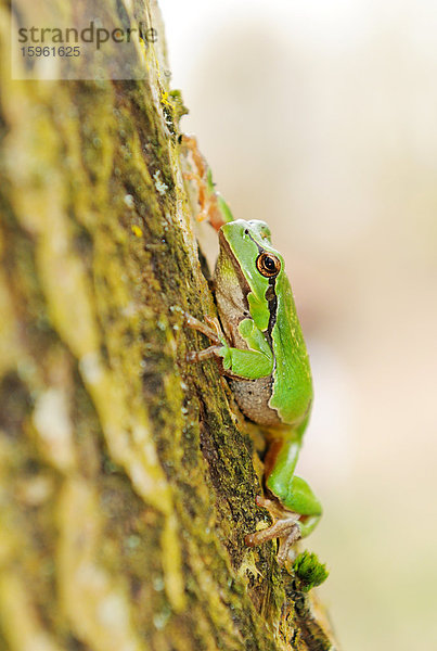 Laubfrosch (Hyla arborea) auf einem Baumstamm sitzend  Close-up