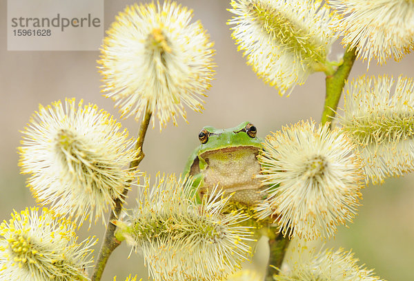 Laubfrosch (Hyla arborea) auf einem Zweig sitzend  Close-up