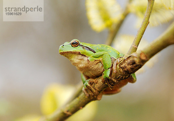 Laubfrosch (Hyla arborea) auf einem Zweig sitzend  Flachwinkelansicht