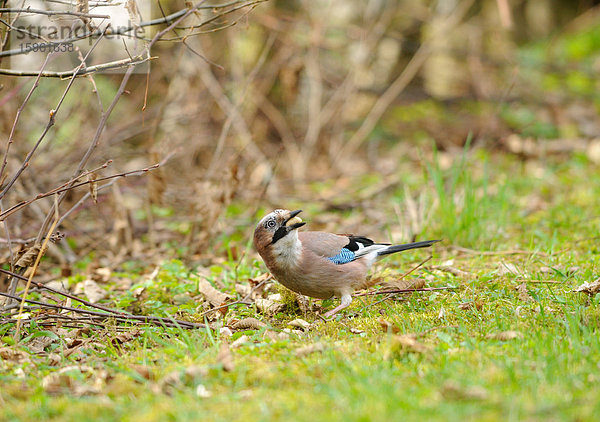 Eichelhäher (Garrulus glandarius) fressend