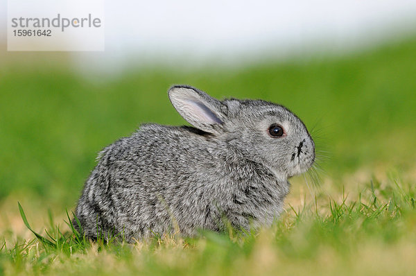 Großchinchillakaninchen im Gras hockend  Seitenansicht