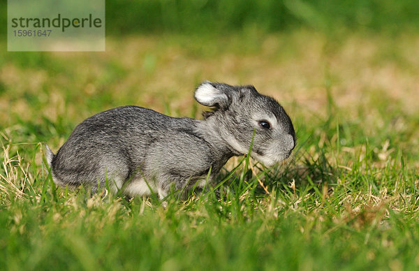 Großchinchillakaninchen im Gras hockend  Seitenansicht