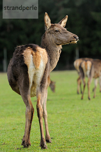 Rothirsche (Cervus elaphus) auf einer Wiese