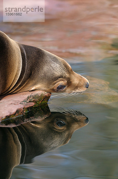 Kalifornischer Seelöwe (Zalophus californianus) auf einem Stein liegend  Close-up