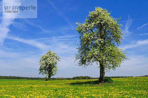 Blühende Birnbäume auf einer Löwenzahnwiese  Franken  Deutschland