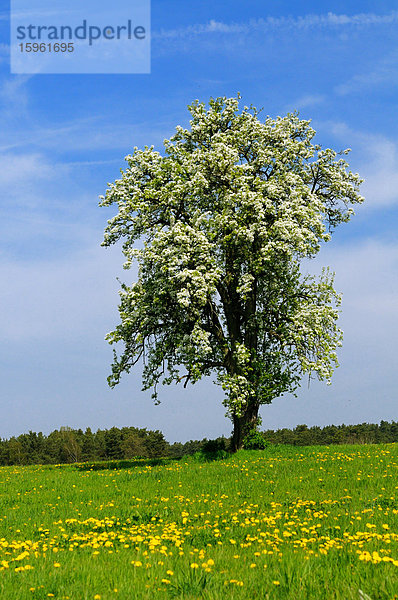 Blühender Birnbaum auf einer Löwenzahnwiese  Franken  Deutschland