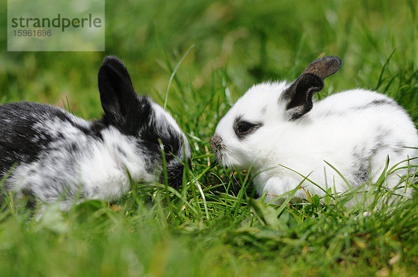 Zwei junge Kaninchen auf einer Wiese