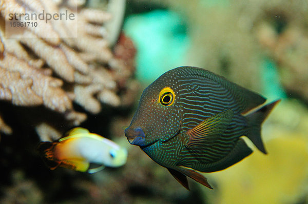 Goldring-Borstenzahndoktorfisch (Ctenochaetus strigosus) und Feuer-Schwertgrundel (Nemateleotris magnifica)