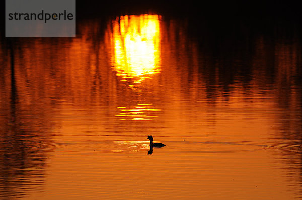 Haubentaucher (Podiceps cristatus) auf dem Altmühlsee bei Sonnenuntergang  Deutschland