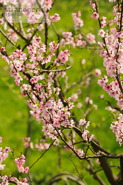 Pfirsichbaum (Prunus persica) in voller Blüte  Steiermark  Österreich