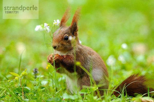 Eichhörnchen (Sciurus vulgaris) auf einer Wiese  close-up