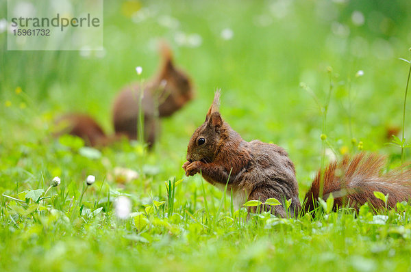 Zwei Eichhörnchen (Sciurus vulgaris) auf einer Wiese  close-up