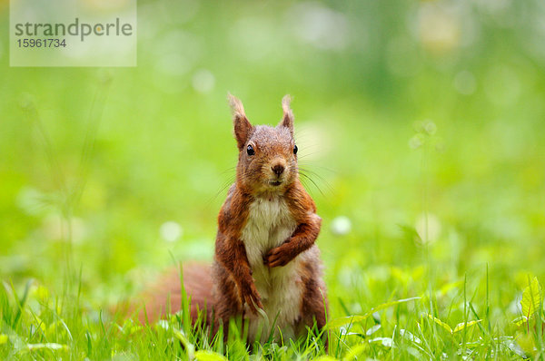 Eichhörnchen (Sciurus vulgaris) auf einer Wiese  close-up